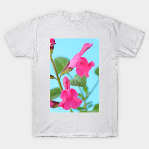 Salvia  &amp;#39;Neon&amp;#39;  Sage T-Shirt by chrisburrows